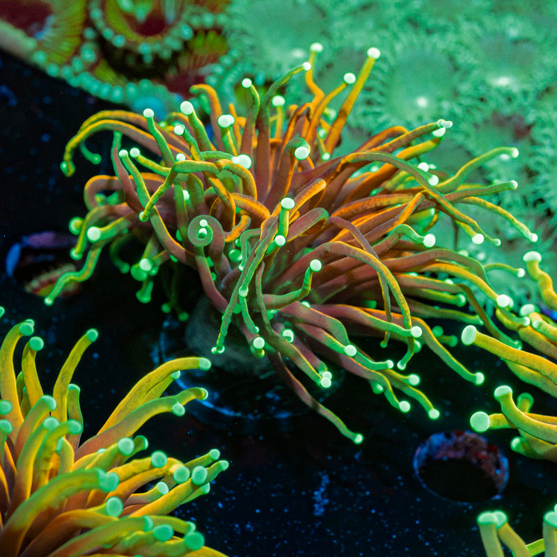 21 Tail Torch Euphyllia Coral