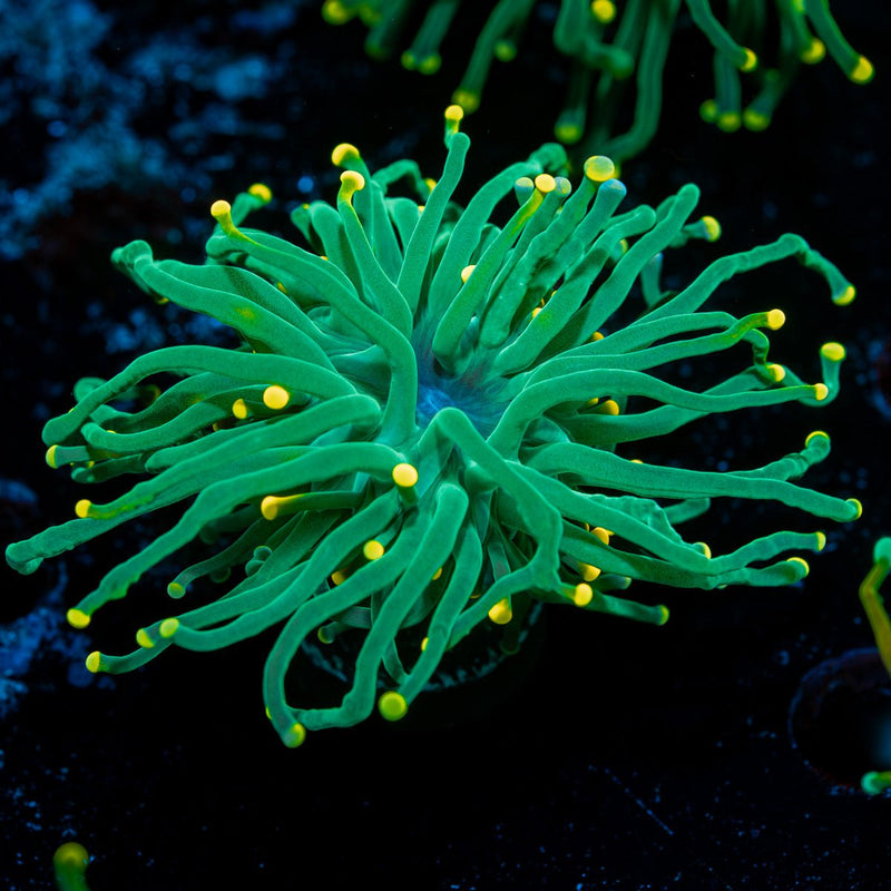 Sweet Tooth yellow Tipped Torch Euphyllia