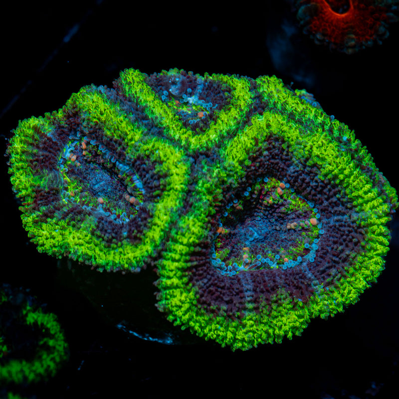 Acan Coral
