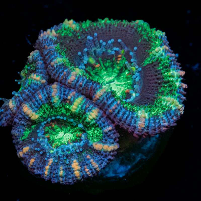 Acan / Micromussa