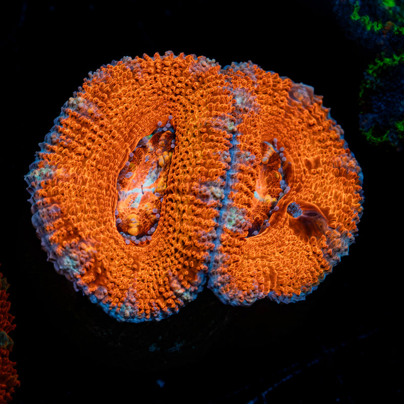 Acan / Micromussa