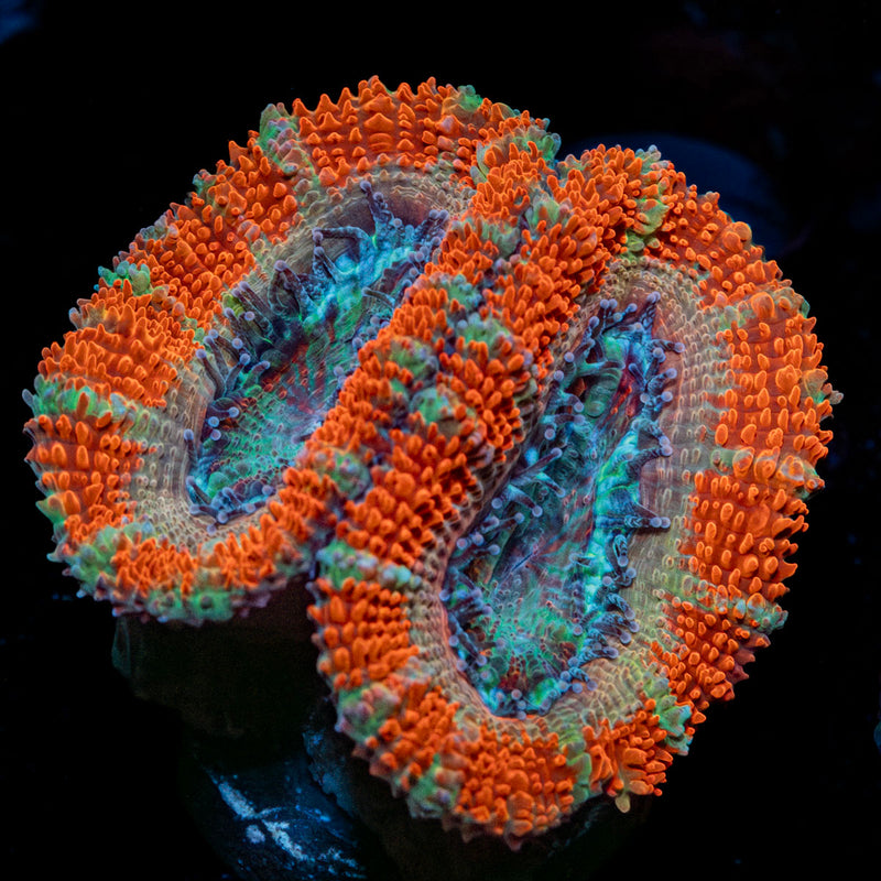 Acan / Micromussa