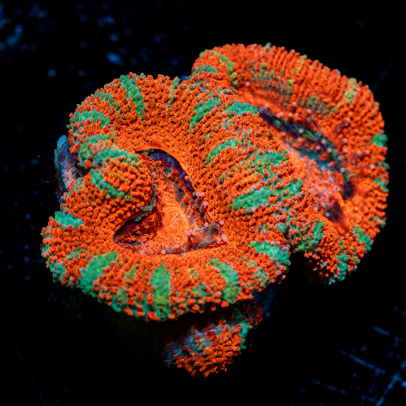 Acan Coral