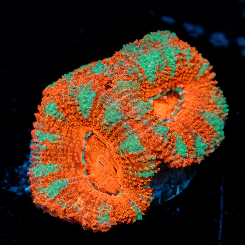 Acan Coral