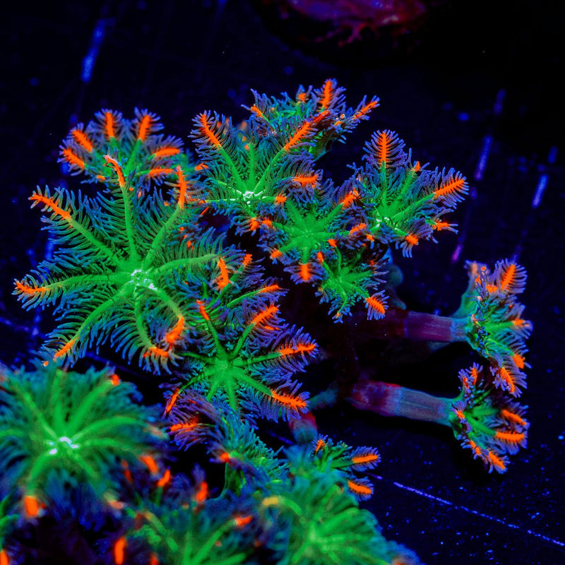 ARC FireWork Clove Polyps