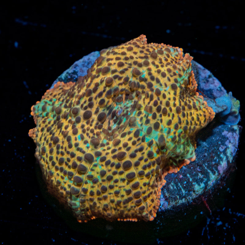 Leopard Mushroom
