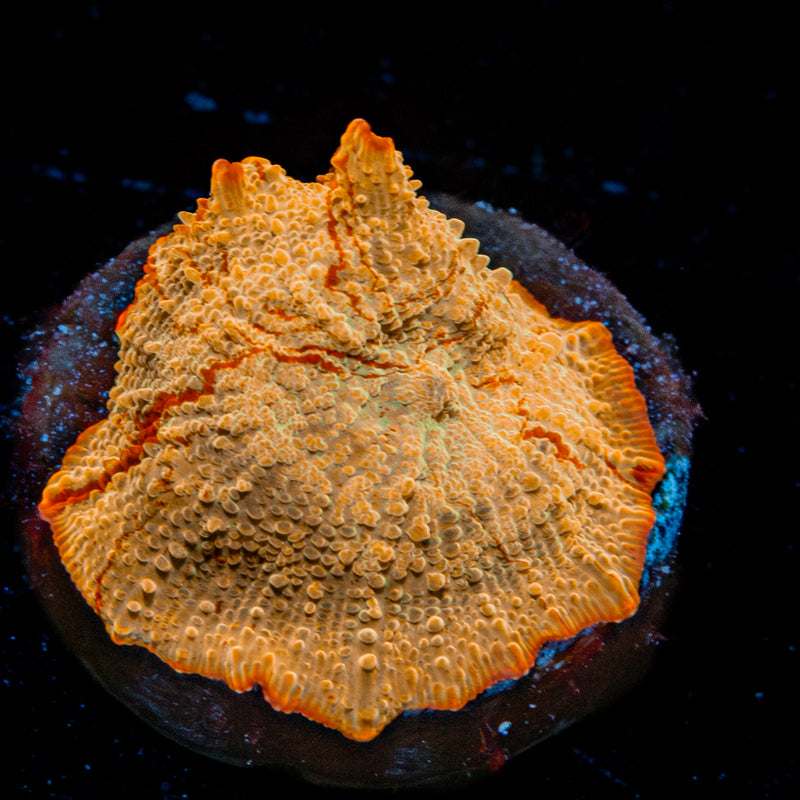 Jawbreaker Mushroom