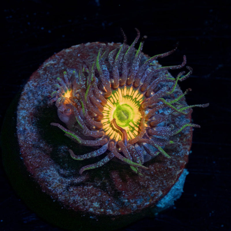 Sunny D Zoanthid