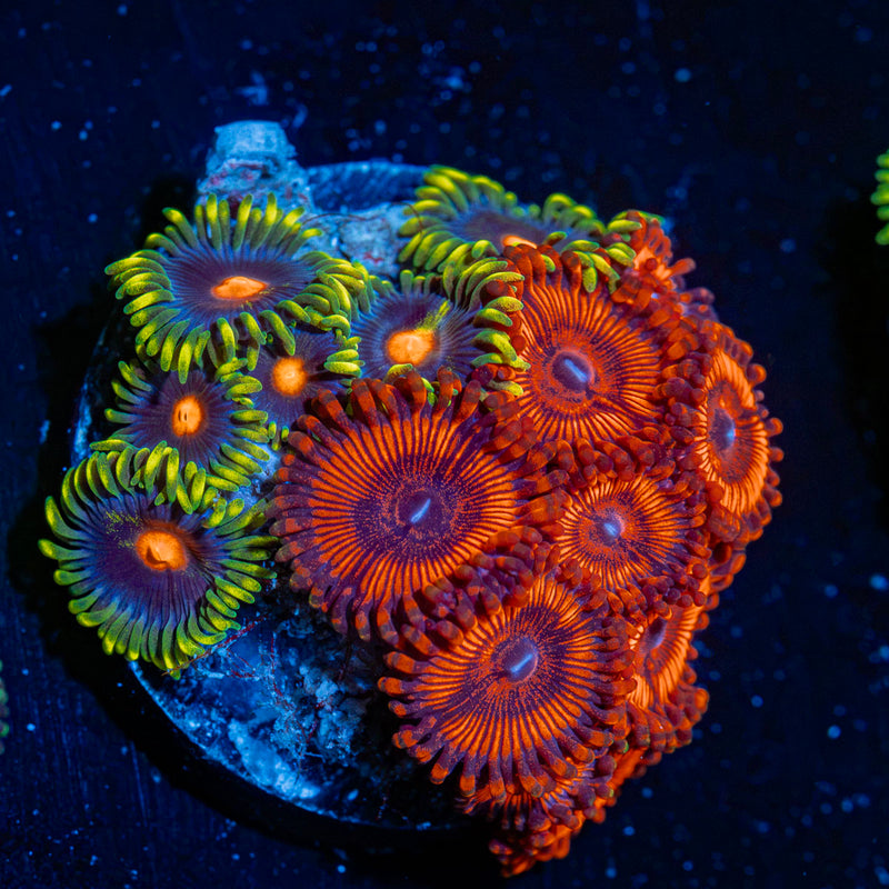 Zoanthid Multi Plug Coral