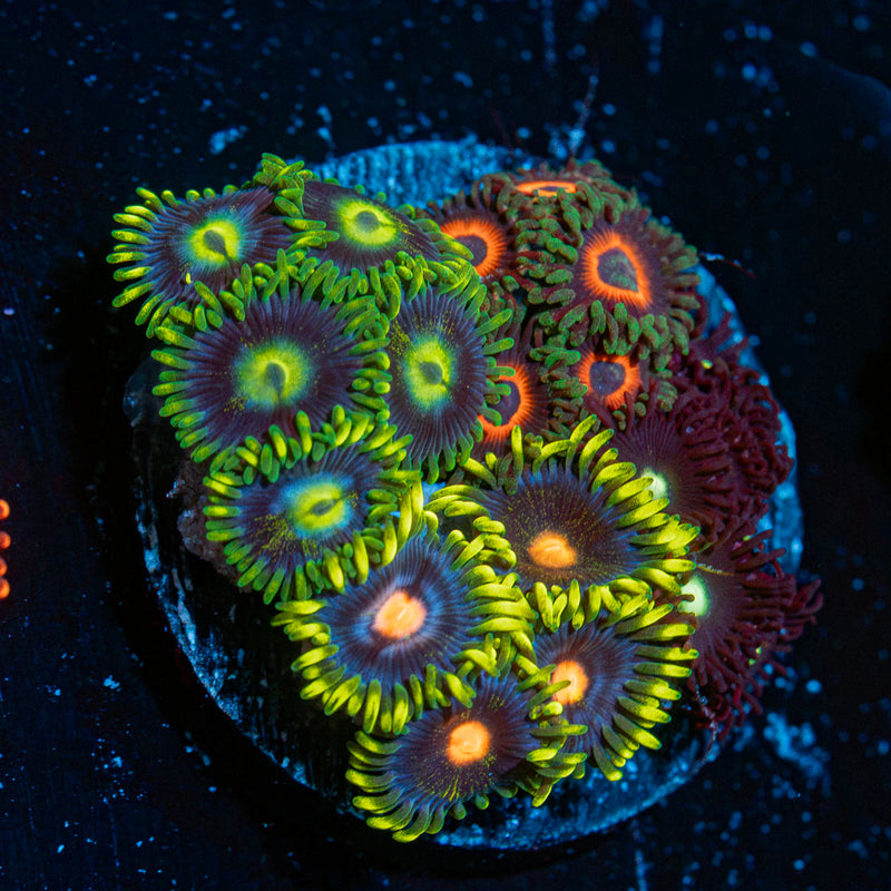 Zoanthid Multi Plug Coral