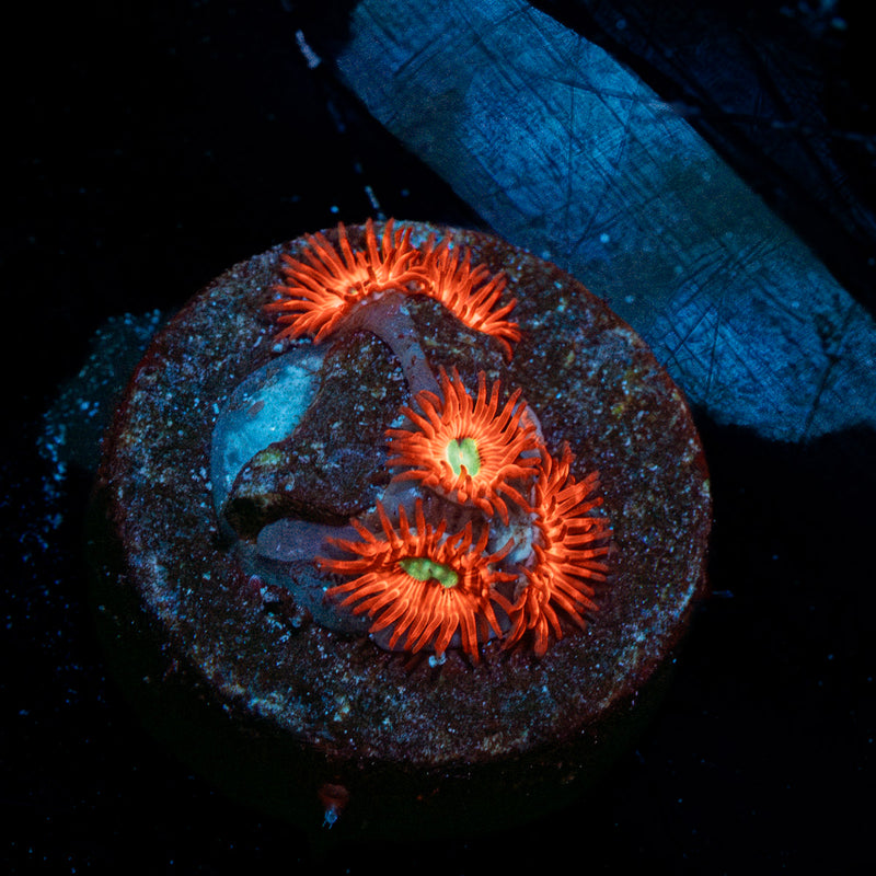 Charmander Zoanthid