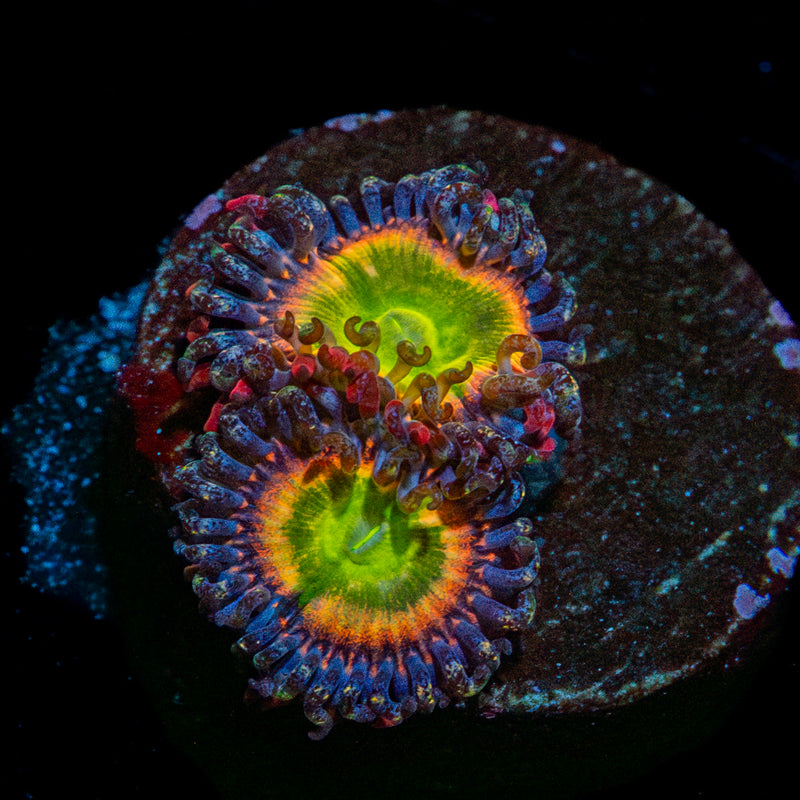 Funny D Zoanthid