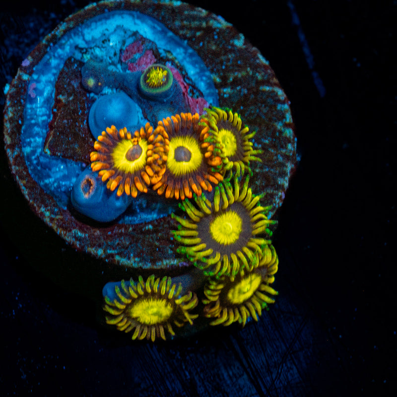 Combo Zoanthid