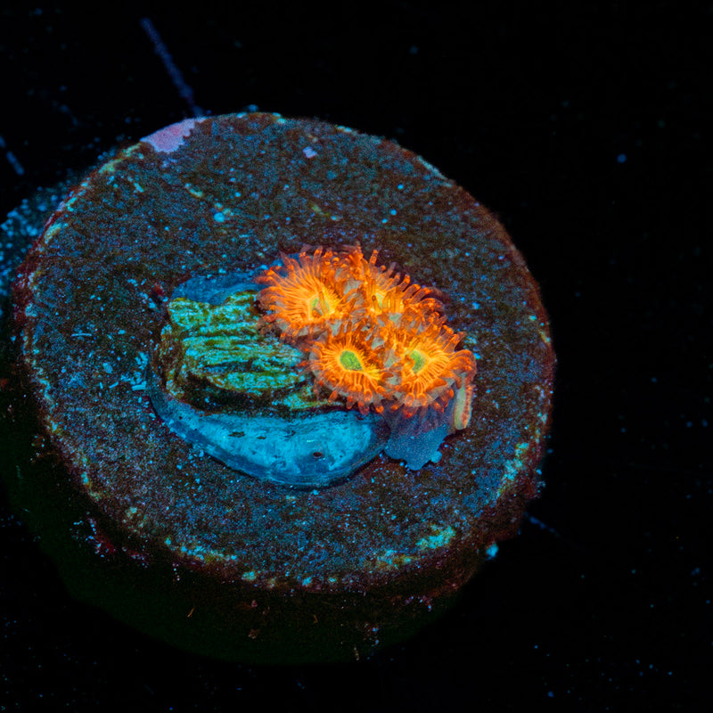 Chameleon Zoanthid