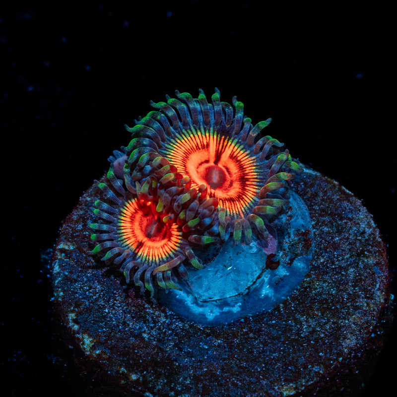 Fruit Ninja Zoanthid