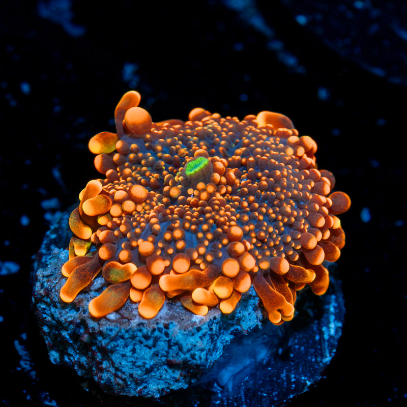 Orange Yuma Ricordea Mushroom Coral