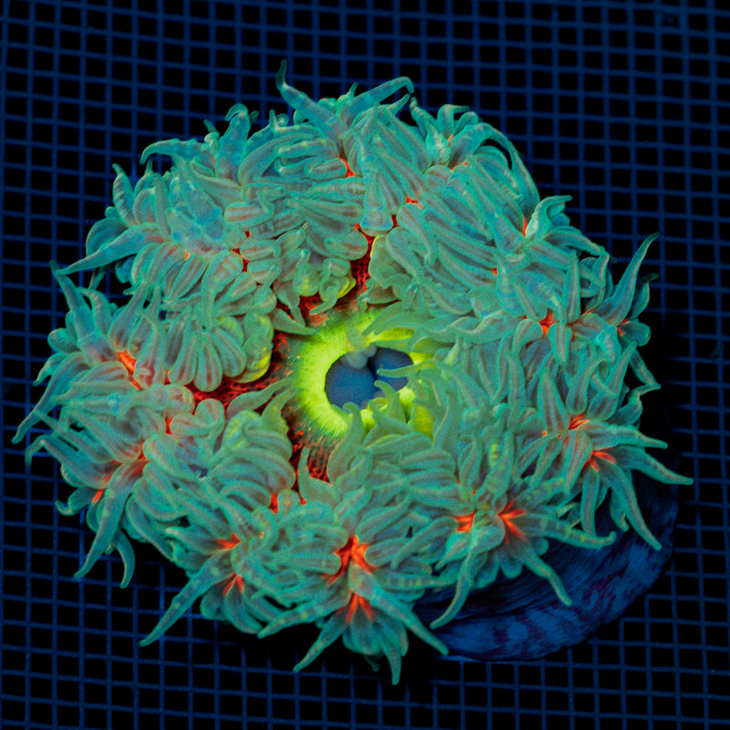 Ultra Rock Flower Anemome