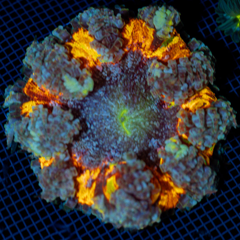 Ultra Rock Flower Anemome