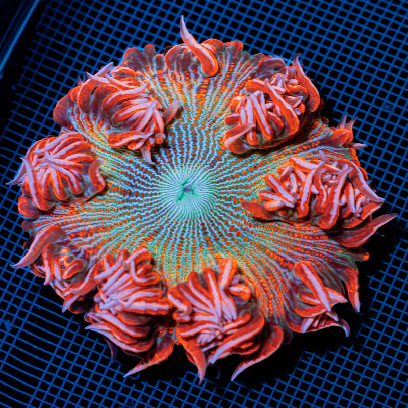 Ultra Rock Flower Anemome