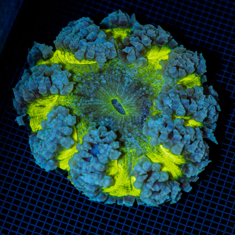 Ultra Rock Flower Anemome