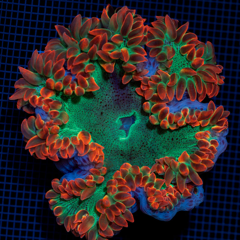Ultra Rock Flower Anemome