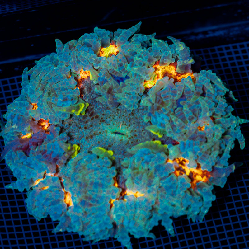 Ultra Rock Flower Anemome