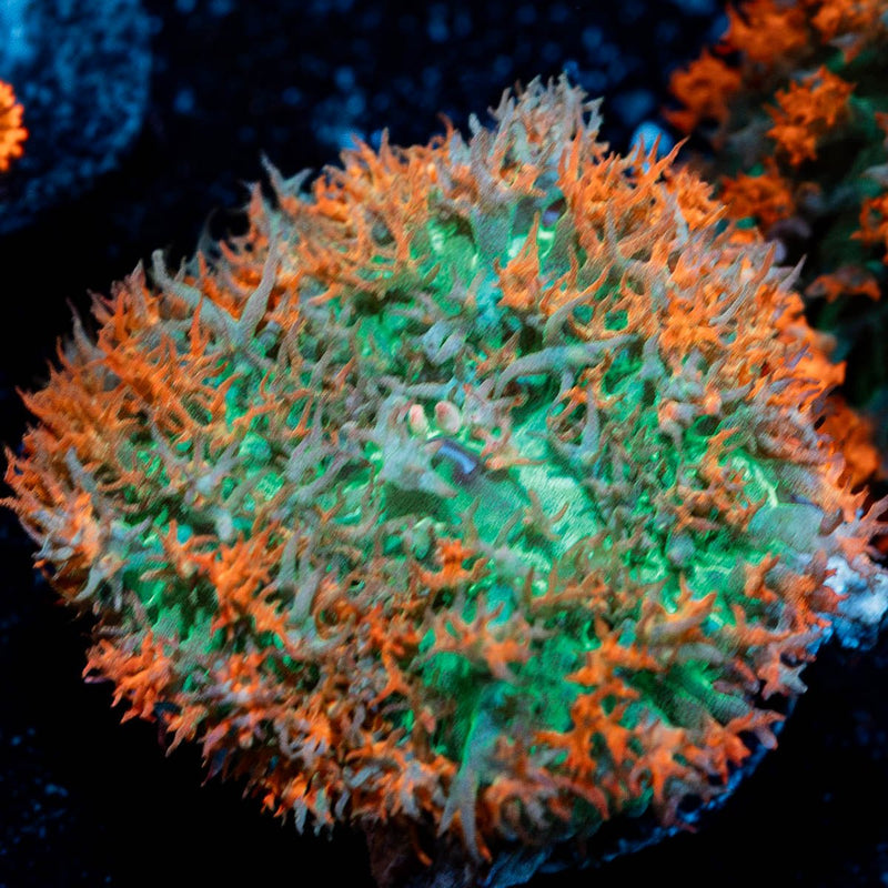 Saint Thomas Mushroom