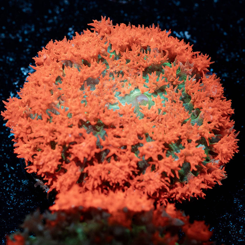 Saint Thomas Mushroom