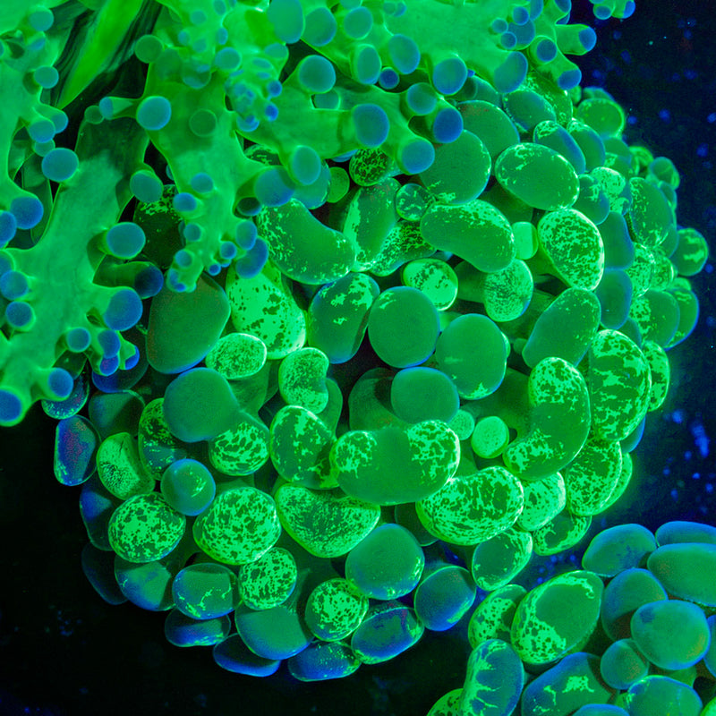 Splatter Hammer Euhyllia Coral with branching fleshy heads in reef aquarium