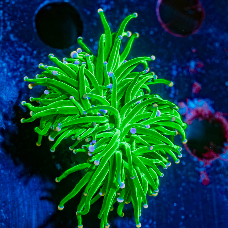 cotton candy torch euphyllia