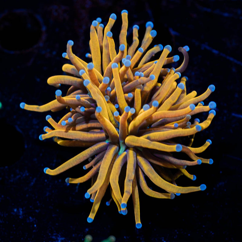 Gold torch euphyllia