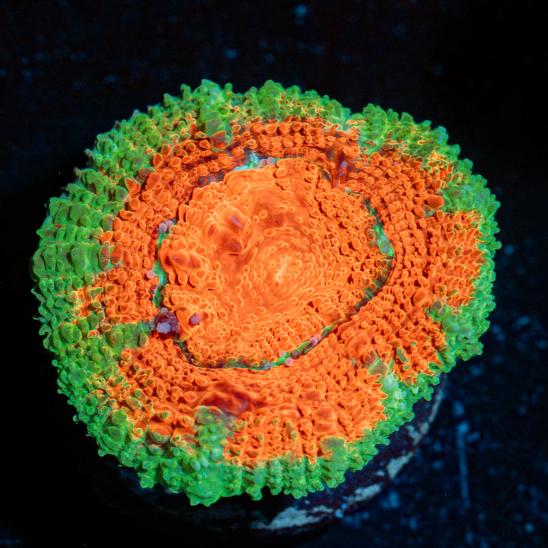 Acan Coral with fleshy polyps in reef aquarium