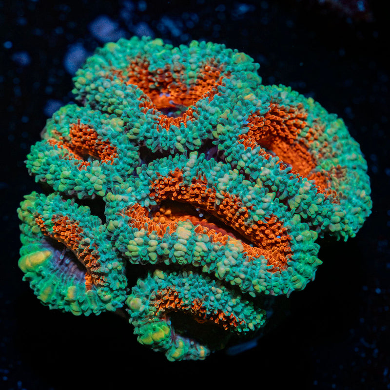 Acan Coral with fleshy polyps in reef aquarium