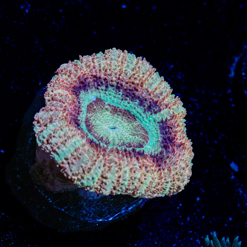 Moonlight acan coral with fleshy polyps in reef aquarium