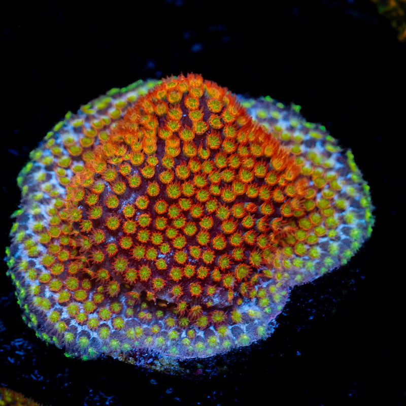 Close Encounter styloconellia Coral with fleshy polyps in reef aquarium