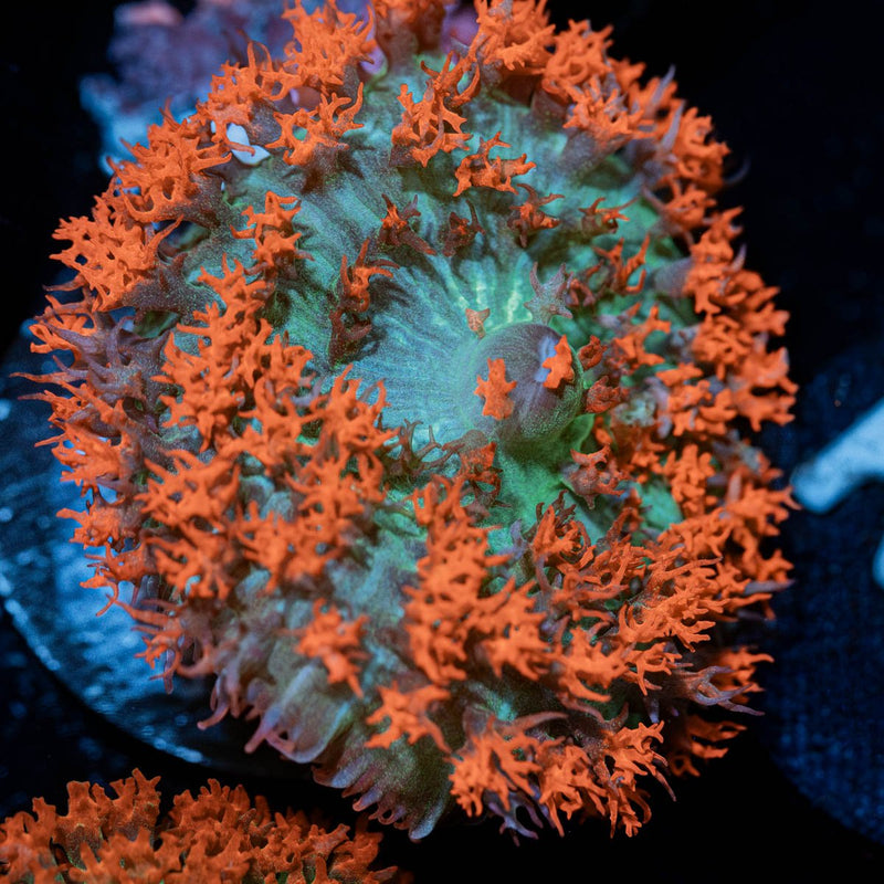 Saint Thomas Mushroom