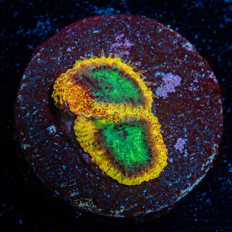 Yellow Submarine Favia with encrusting growth in reef aquarium