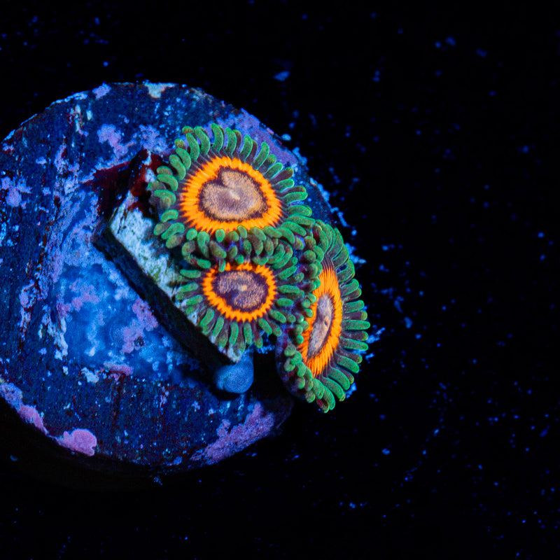 Fairy Tales Zoanthid Coral with colony growth in reef aquarium