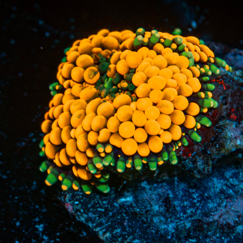 Orange Ricordea Mushroom Coral with mushroom disc in reef aquarium