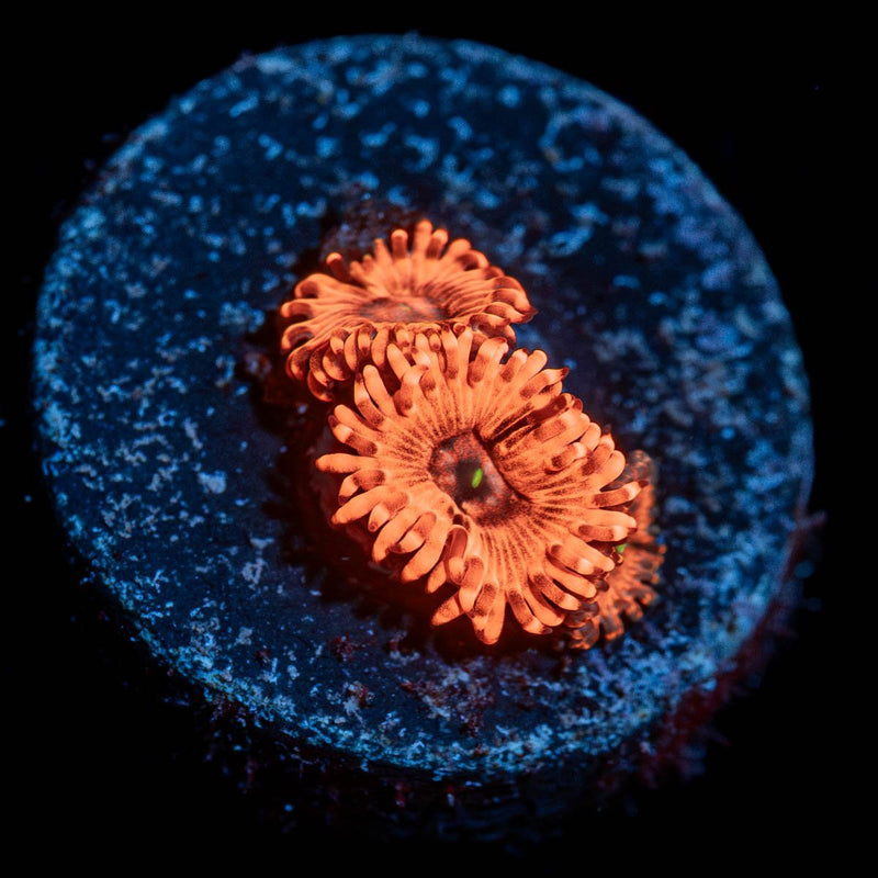 Utter Chaos Zoanthid