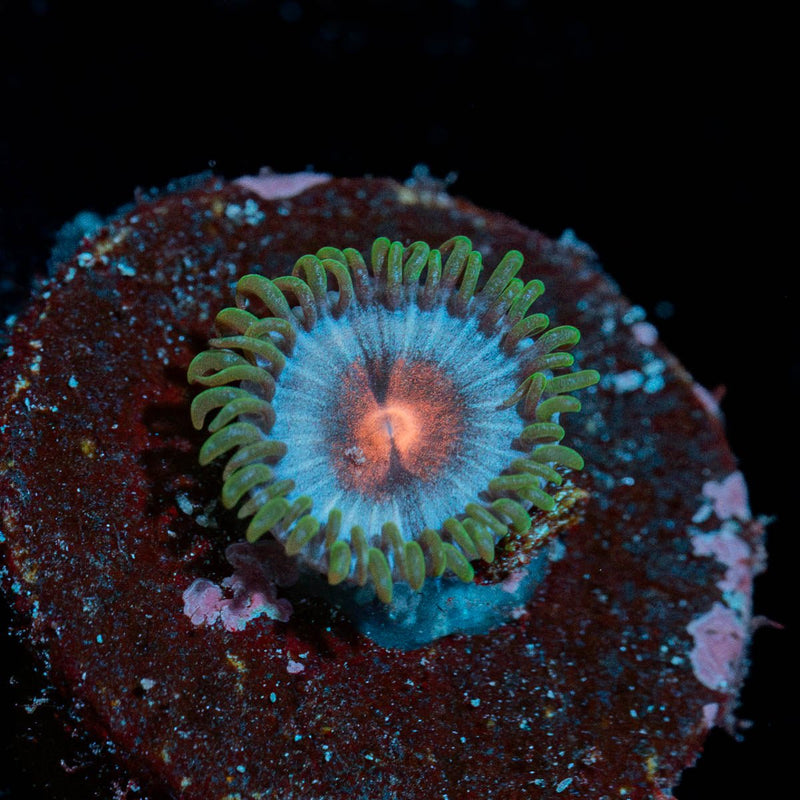 Miami Vice Zoanthid
