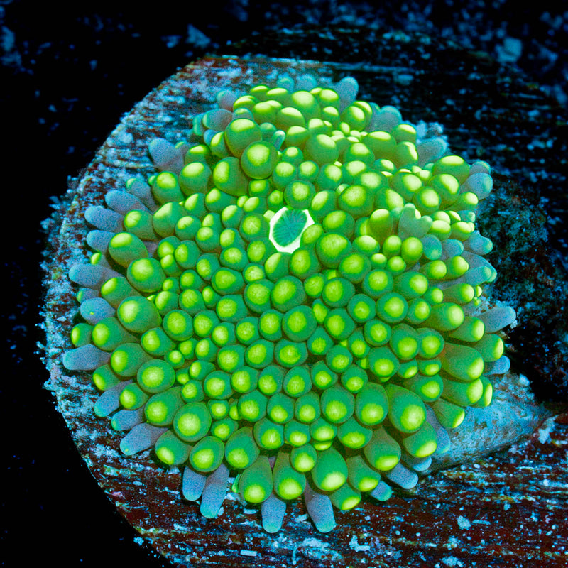 Green Ricordea Mushroom Coral with mushroom disc in reef aquarium