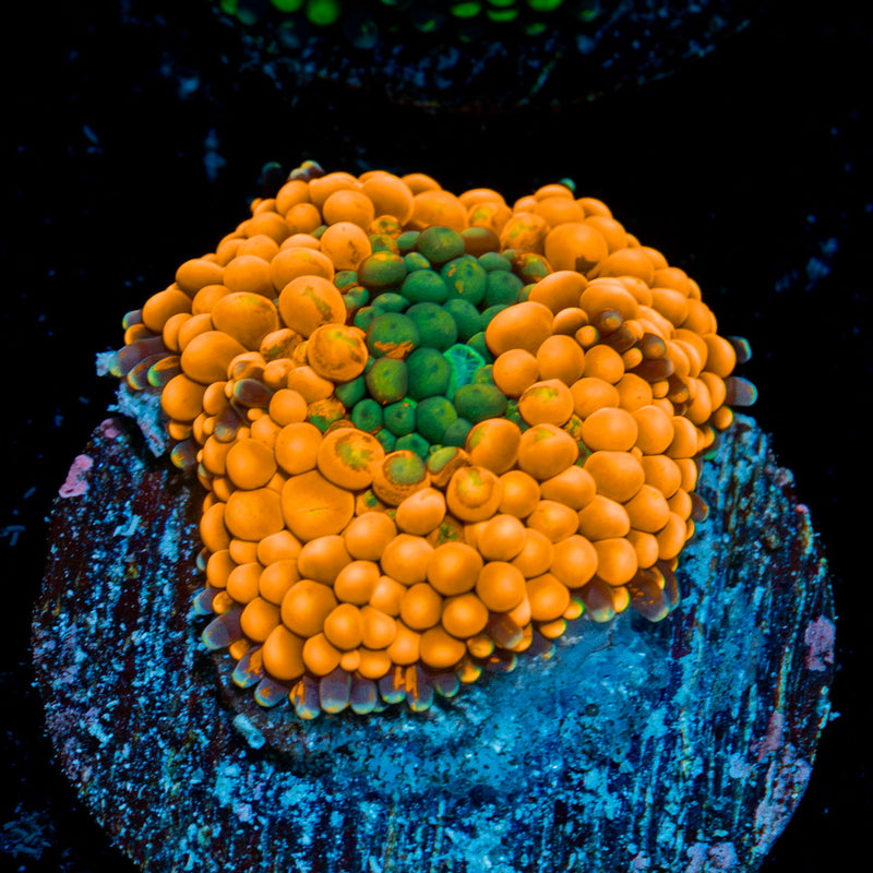 Orange Ricordea Mushroom Coral with mushroom disc in reef aquarium