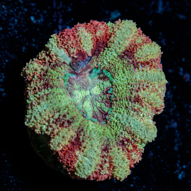 Hawk Eye Asian Acan with fleshy polyps in reef aquarium
