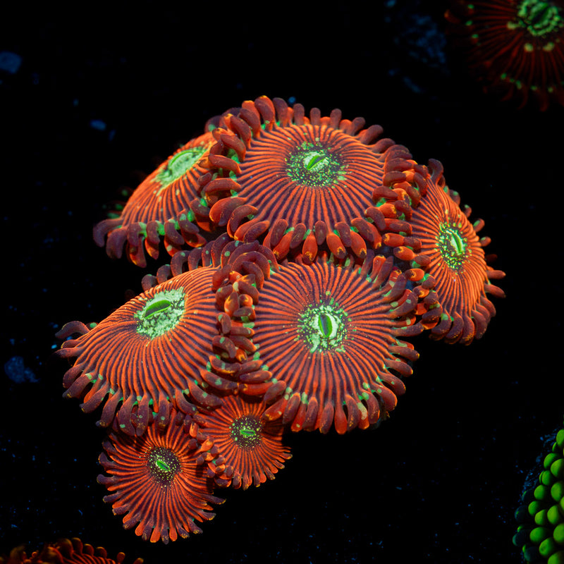 Dark Magician Zoanthid Coral with colony growth in reef aquarium