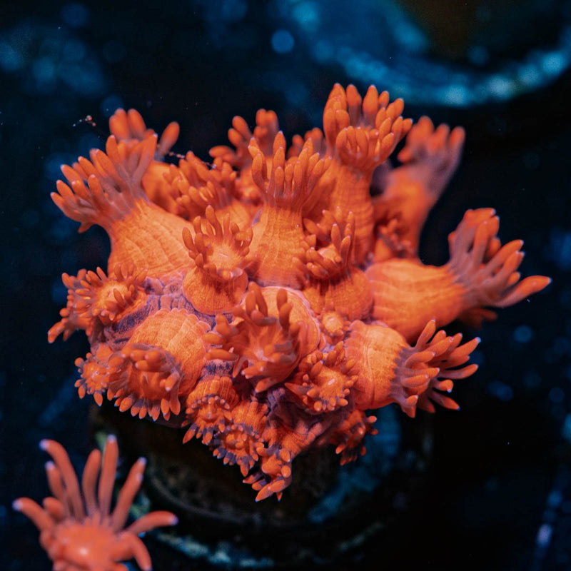 Red Bull Goniopora