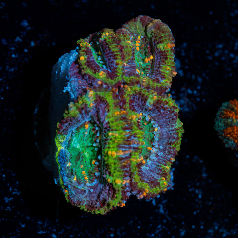 Acan Coral with fleshy polyps in reef aquarium