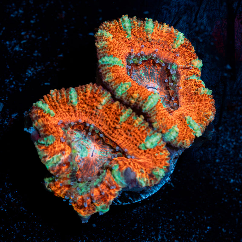 Acan Coral with fleshy polyps in reef aquarium