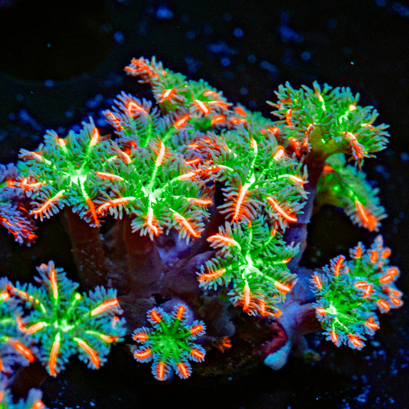 ARC FireWork Clove Polyps Zoanthid Coral colony growth in reef aquarium