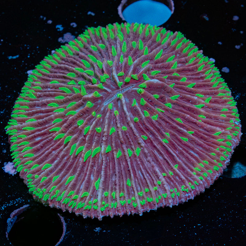 Purple Plate Fungia Coral with fleshy open polyp in reef aquarium